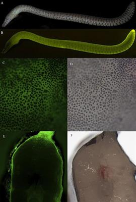 Discovery and Characterization of a Bilirubin Inducible Green Fluorescent Protein From the Moray Eel Gymnothorax zonipectis